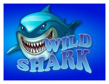 Wild Shark